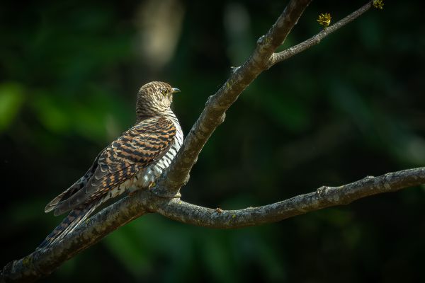 Himalayan Cuckoo