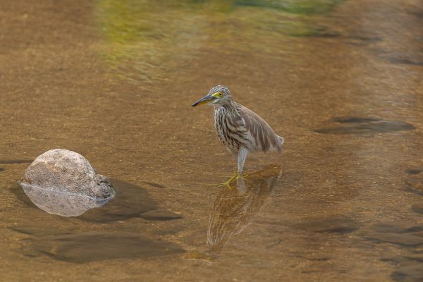 Yellow Bittern