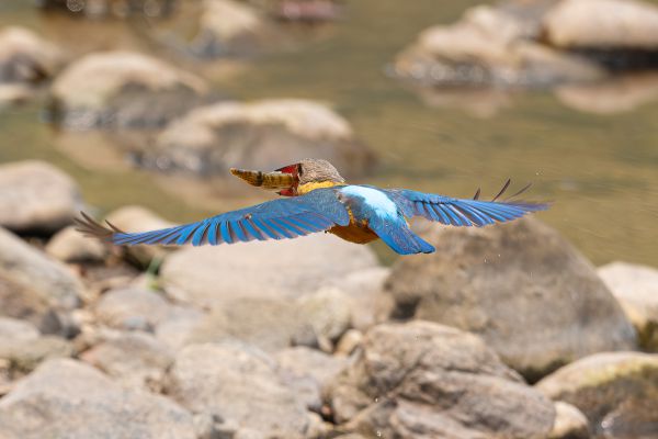 Stork-billed Kingfisher 