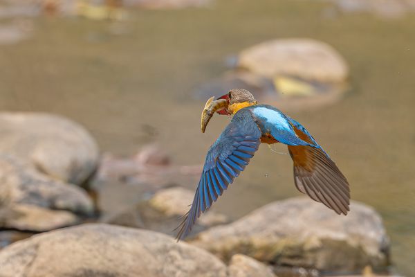 Stork-billed Kingfisher 