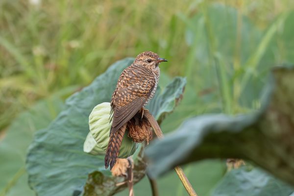 Plaintive Cuckoo