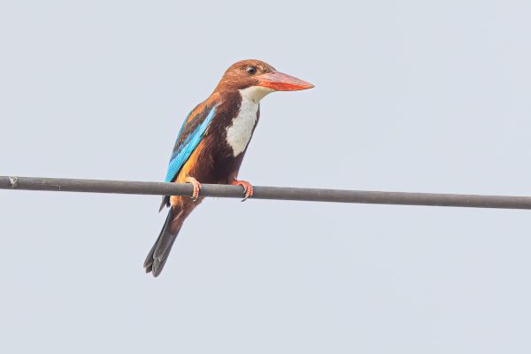 White-throated Kingfisher