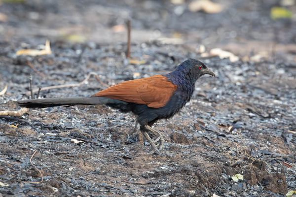 Greater Coucal