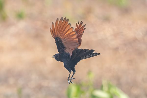 Greater Coucal