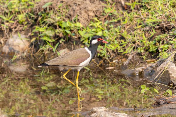 Red-wattled Lapwing 