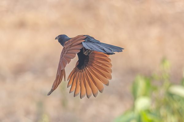 Greater Coucal