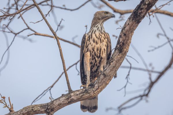 Crested Hawk-Eagle
