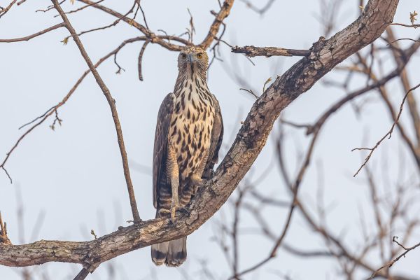 Crested Hawk-Eagle