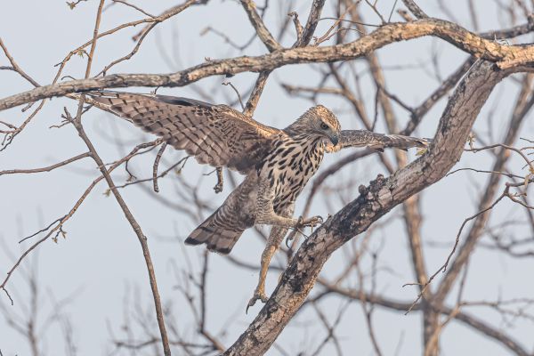 Crested Hawk-Eagle