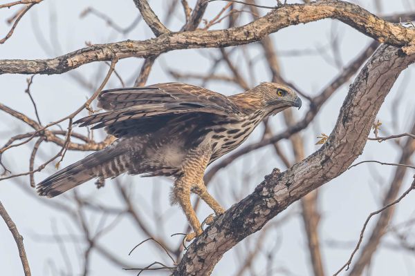 Crested Hawk-Eagle