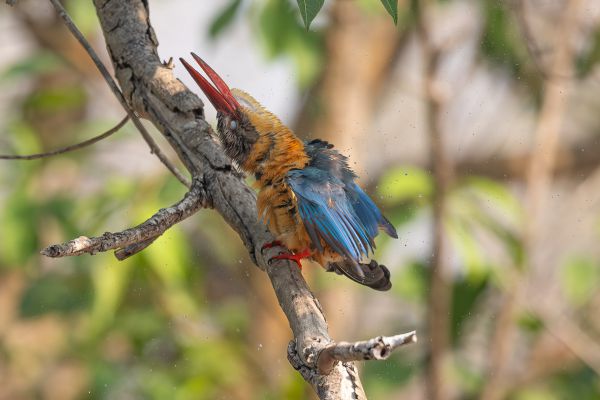 Stork-billed Kingfisher 