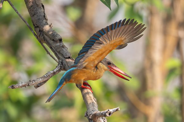 Stork-billed Kingfisher 