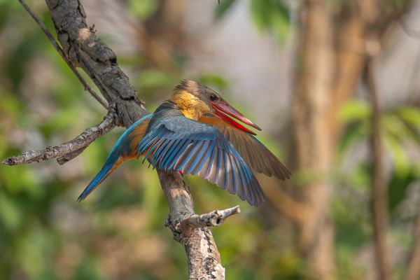 Stork-billed Kingfisher 