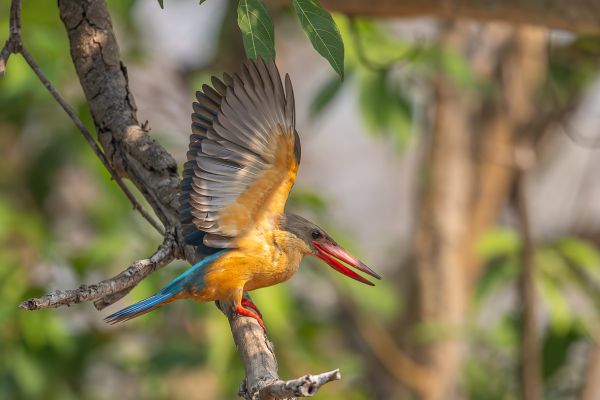 Stork-billed Kingfisher 