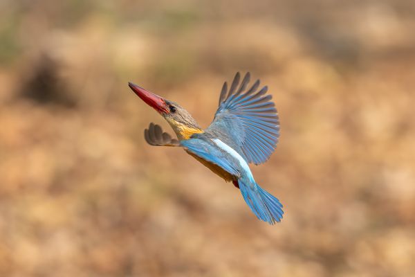 Stork-billed Kingfisher 