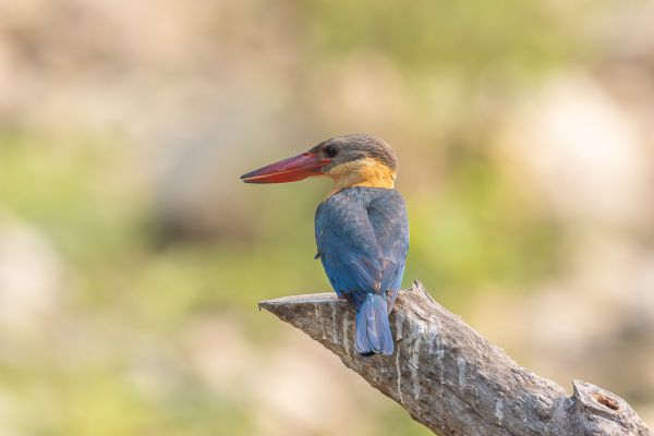 Stork-billed Kingfisher