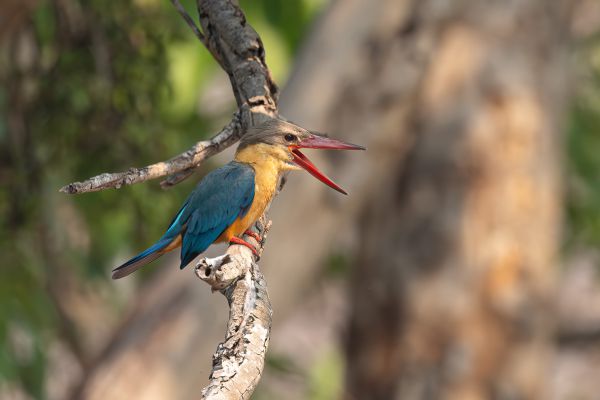 Stork-billed Kingfisher