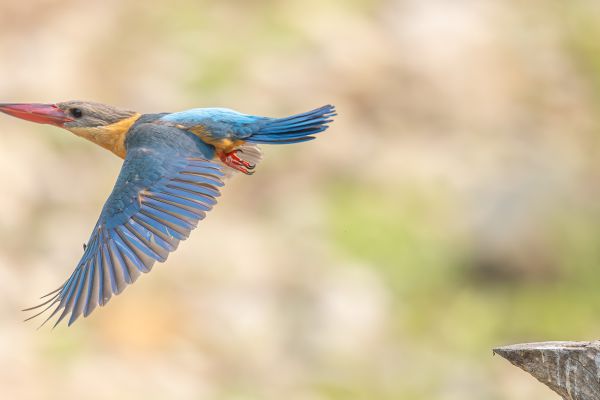 Stork-billed Kingfisher