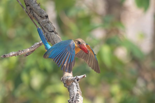 Stork-billed Kingfisher 