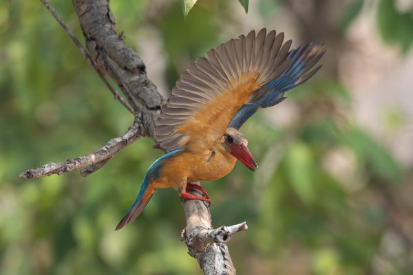 Stork-billed Kingfisher 